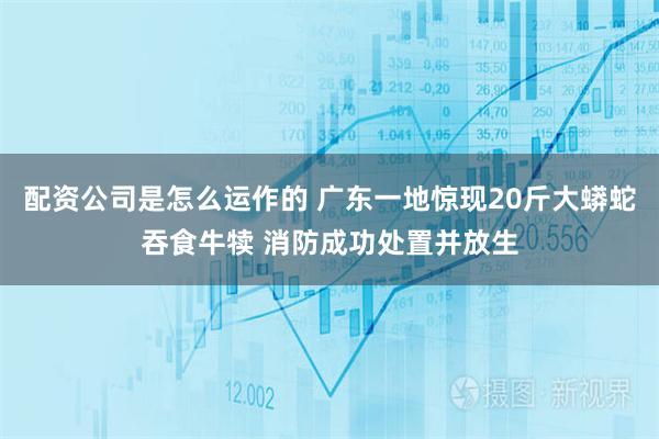 配资公司是怎么运作的 广东一地惊现20斤大蟒蛇吞食牛犊 消防成功处置并放生